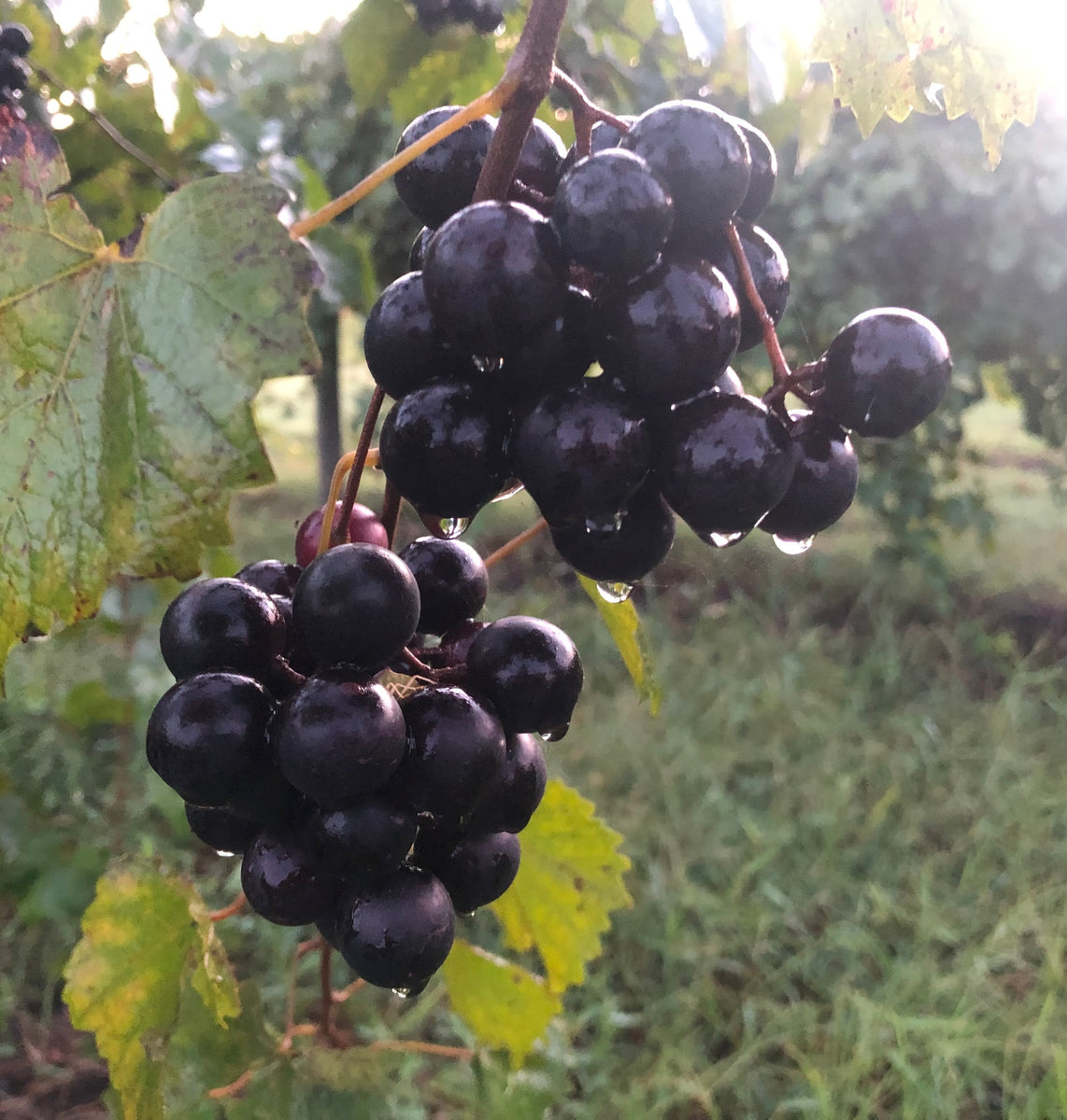 Noble Fresh Muscadine Grapes – Pinenvine1