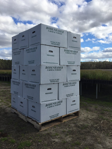25 boxes of Longleaf pine seedlings (7500 seedlings)