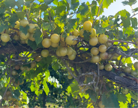 Tara Fresh Muscadine Grapes