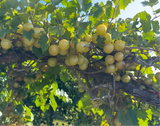 Tara Fresh Muscadine Grapes