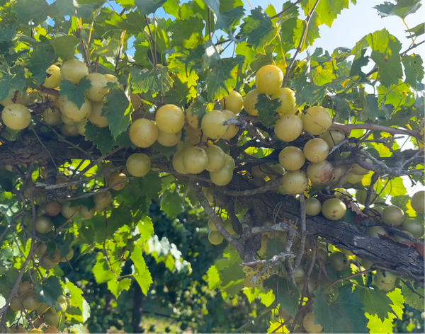 Tara Fresh Muscadine Grapes