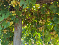Tara Fresh Muscadine Grapes