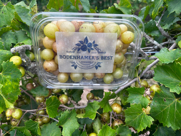 Tara Fresh Muscadine Grapes