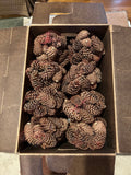 Pretty Pinecones