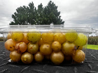 3 quarts of fresh muscadines     (mix or match )