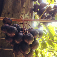 Noble Fresh Muscadine Grapes