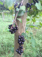 Noble Fresh Muscadine Grapes