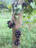 Noble Fresh Muscadine Grapes