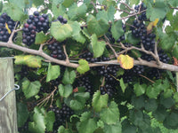 Noble Fresh Muscadine Grapes