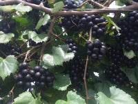 Noble Fresh Muscadine Grapes