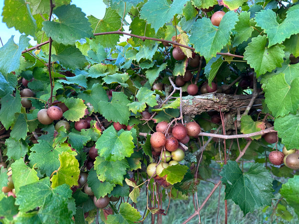 Summit Fresh Muscadine Grapes