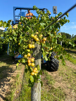 Tara Fresh Muscadine Grapes