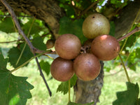 Summit Fresh Muscadine Grapes