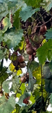 Summit Fresh Muscadine Grapes
