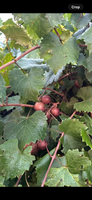Summit Fresh Muscadine Grapes