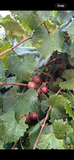 Summit Fresh Muscadine Grapes