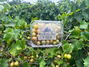 Pinenvine