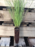50 Longleaf pine seedlings