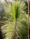 3 year old Longleaf growing in a pot