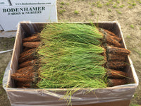 Full Box of Longleaf Seedlings (250)