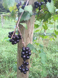 9 pak of Noble Muscadine containerized clone vine start
