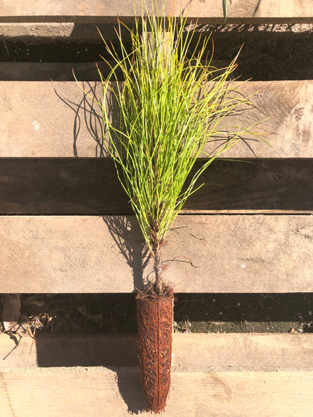 Sonderegger Pine  Rare Naturally occurring hybrid (Longleaf x Loblolly)